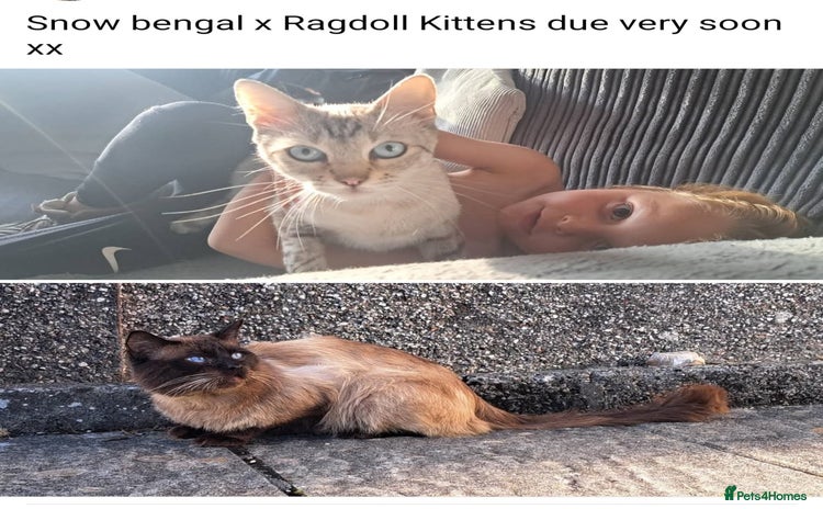 Ragdoll cats - Advert 6
