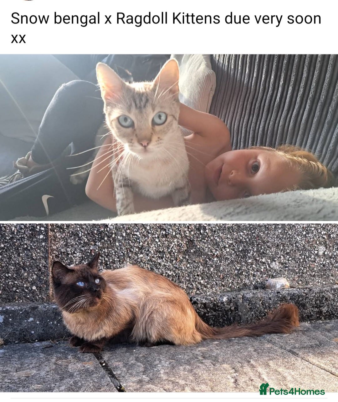 Ragdoll cats for sale: Kittens due very soon snow bengal x ragdoll  - Image 1