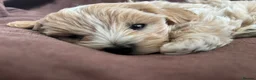 Maltipoo dogs for sale:  **  Korean male champagne and white Maltipoo in Worksop - Advert 8