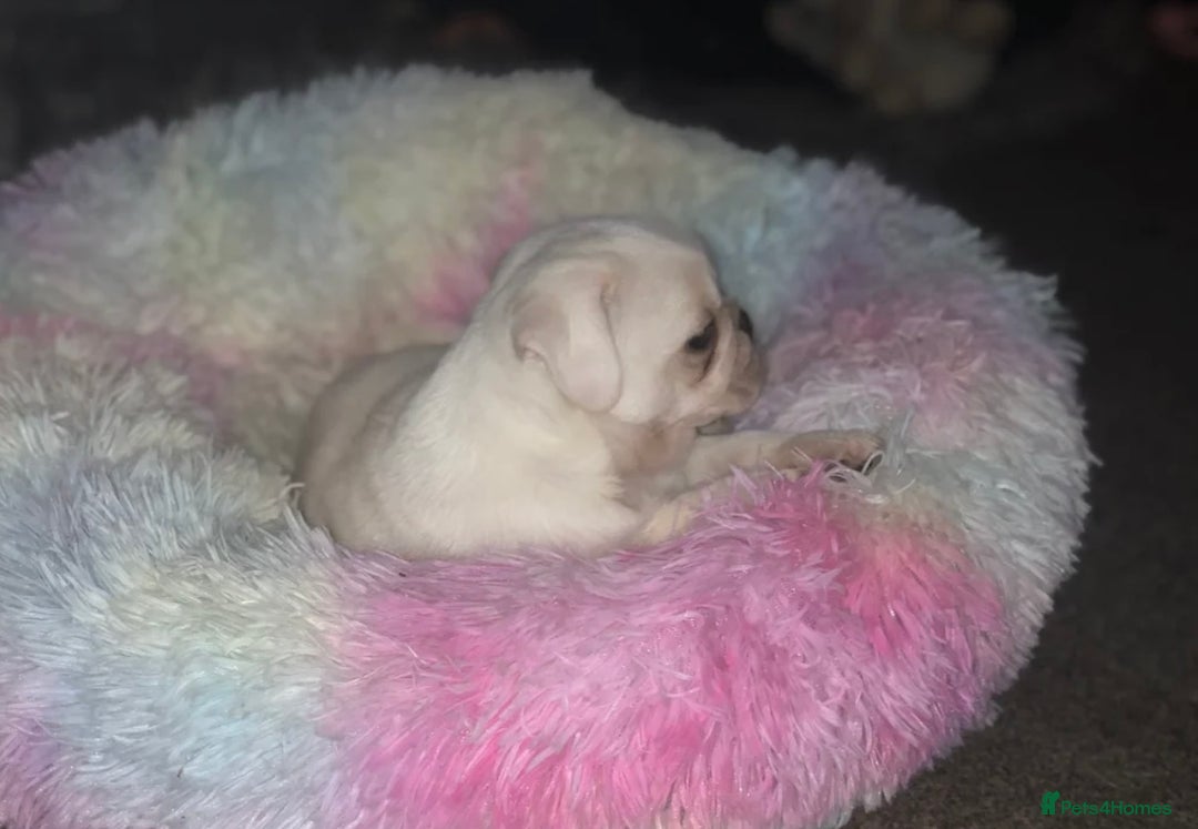 Pug dogs for sale: White pug puppy - Advert 3