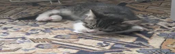 Mixed Breed cats for sale: Two beautiful tabby boys in Bath - Advert 3