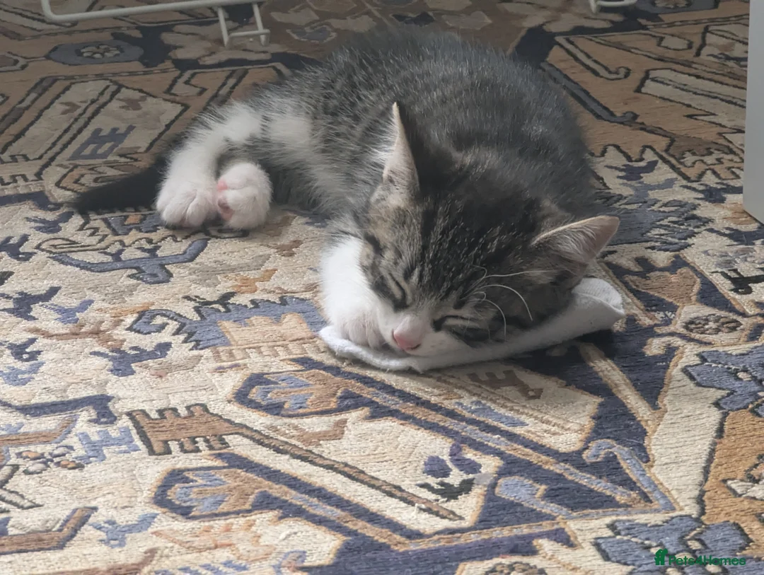 Mixed Breed cats for sale: Two beautiful tabby boys in Bath - Advert 3
