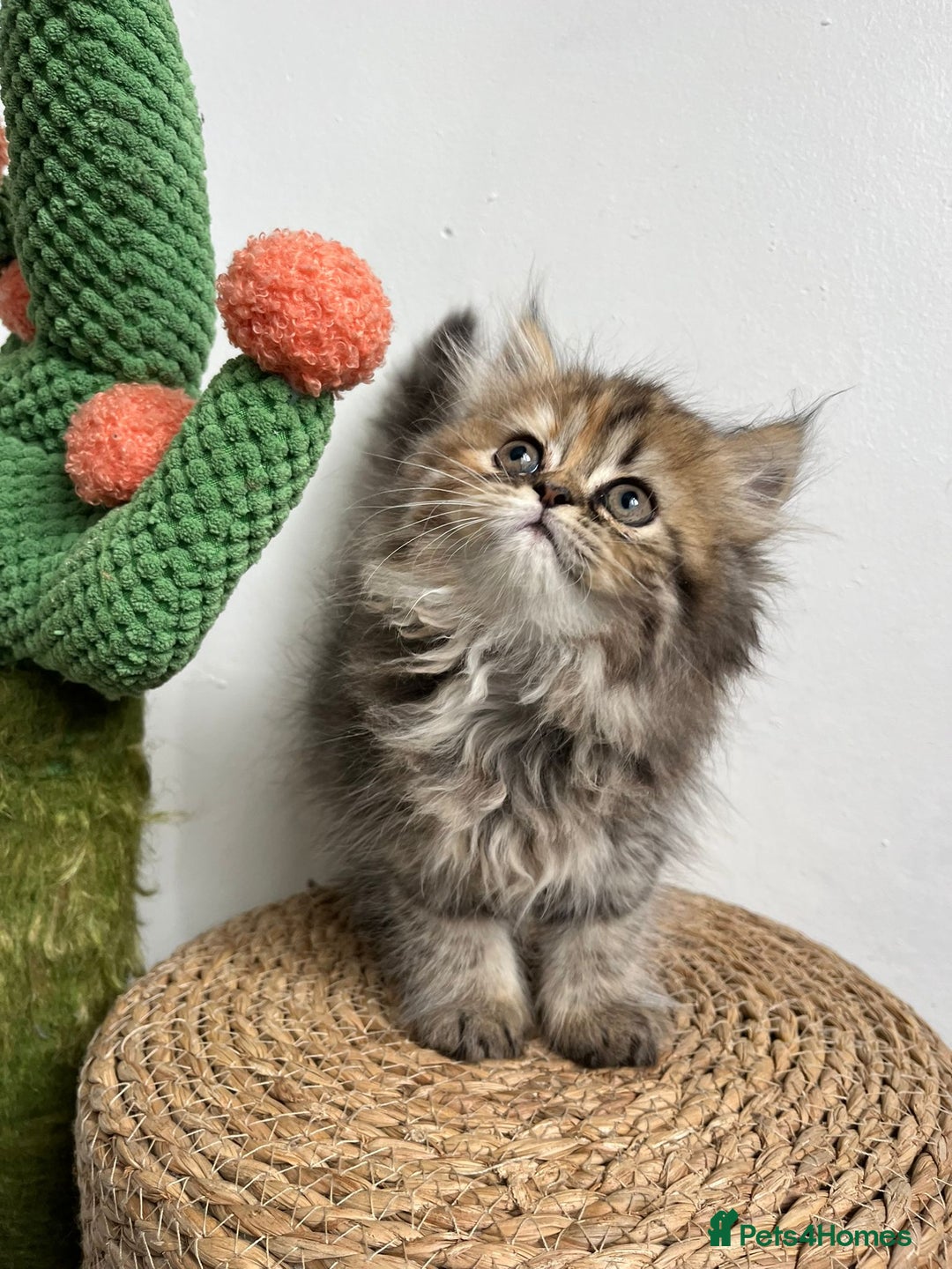 Persian cats for sale: Persian kittens for sale  - Image 11