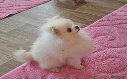 Pomeranian dogs for sale: Extra small pom girl 1kg - Image 5