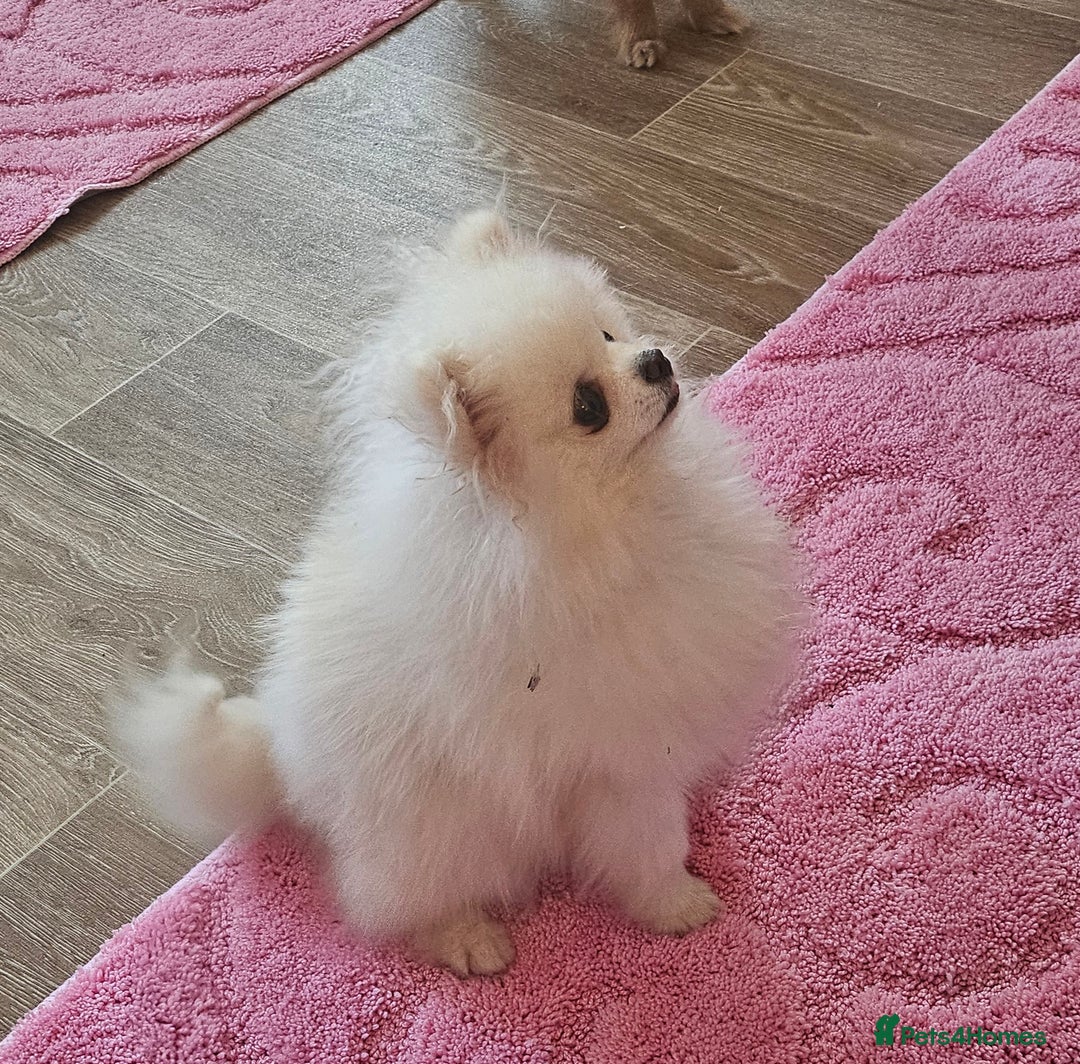 Pomeranian dogs for sale: Extra small pom girl 1kg - Image 5