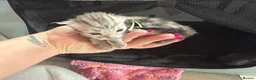 Maine Coon cats for sale: Stunning mainecoon kittens ready November/december - Advert 16