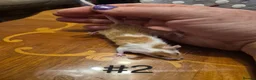 Mouse rodents for sale: 4 Cute Female Baby Fancy Mice - Advert 3