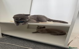British Shorthair cats for stud: British shorthair for stud duties - Cardiff - Image 4