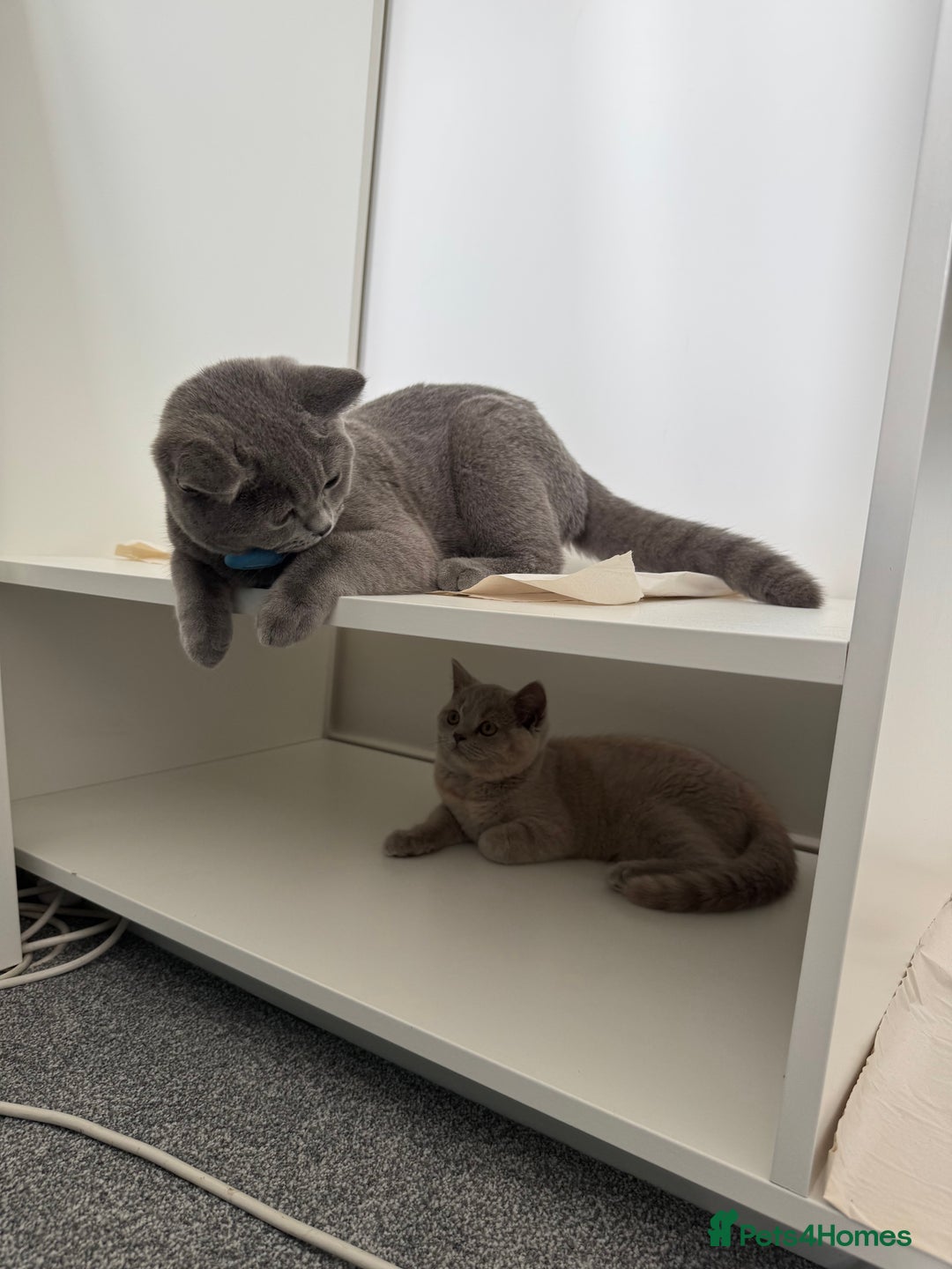 British Shorthair cats for stud: British shorthair for stud duties - Cardiff - Image 4