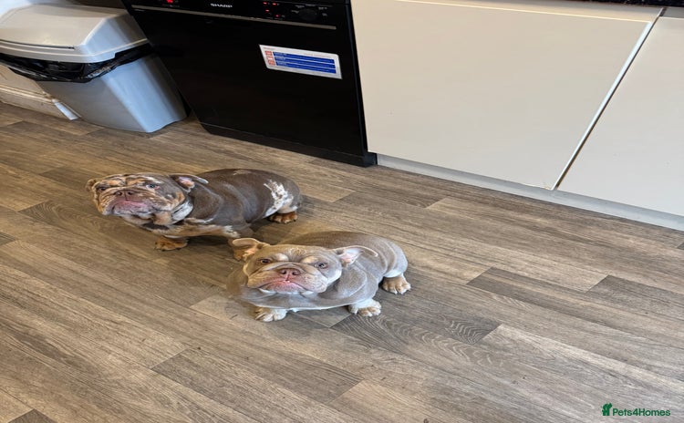 English Bulldog dogs - Advert 1