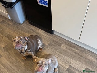 English Bulldog dogs - Advert 6