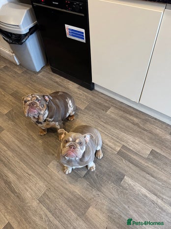 English Bulldog dogs - Advert 4