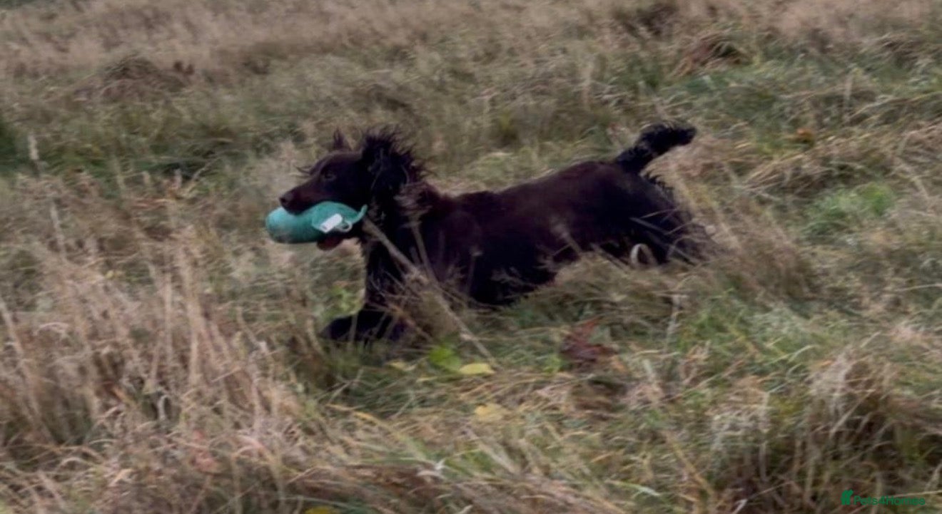 Cocker Spaniel dogs Beautiful chocolate cocker girl  - Advert 12