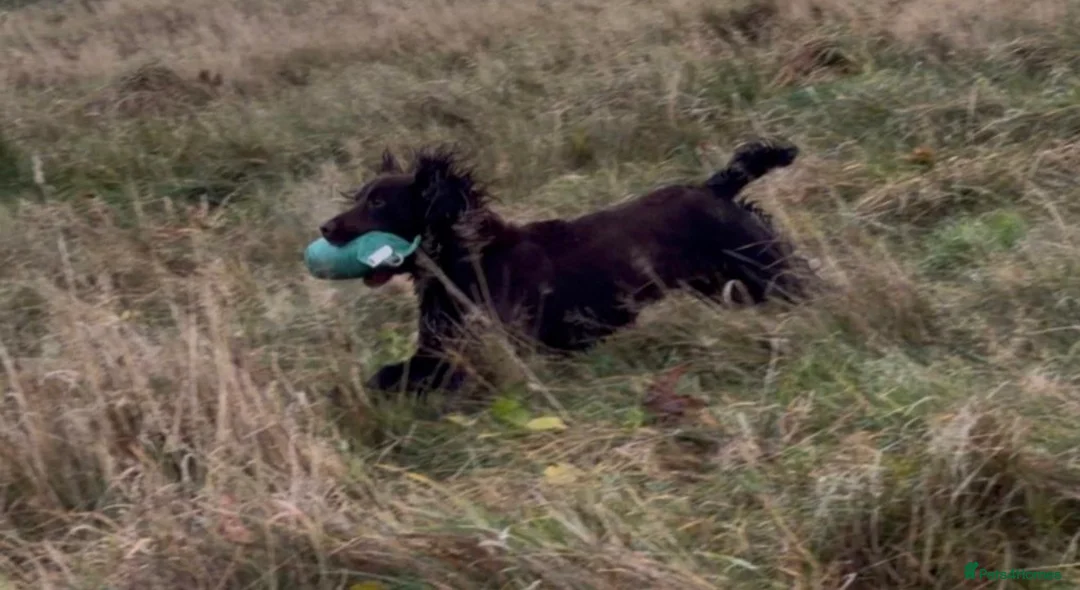 Cocker Spaniel dogs for sale: Beautiful chocolate cocker girl  - Advert 1