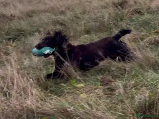 Cocker Spaniel dogs Beautiful chocolate cocker girl - Advert 3