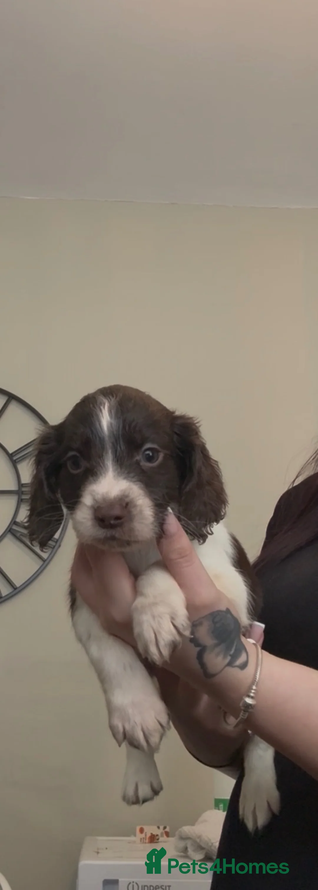 English Springer Spaniel dogs for sale: Springer spaniel puppies  in Chester-le-Street - Advert 12