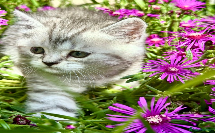 British Shorthair cats - Advert 10