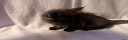 Maine Coon cats for sale: Stunning Maine coon kittens  - Advert 10