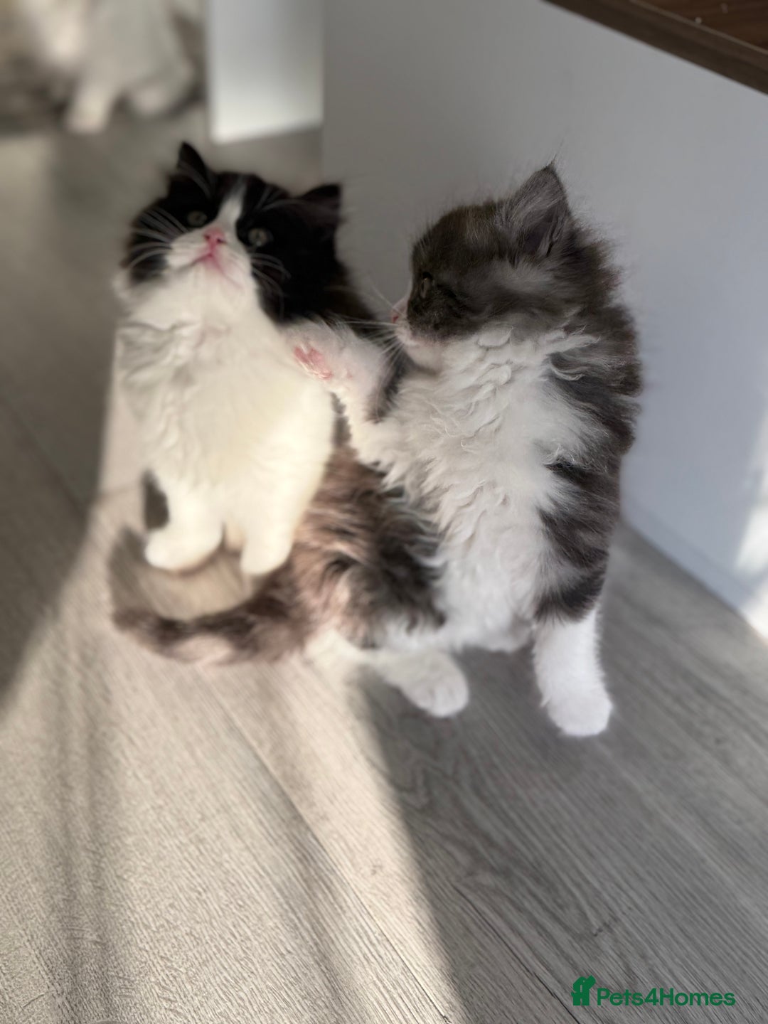 Persian cats for sale: Persian  - Advert 6