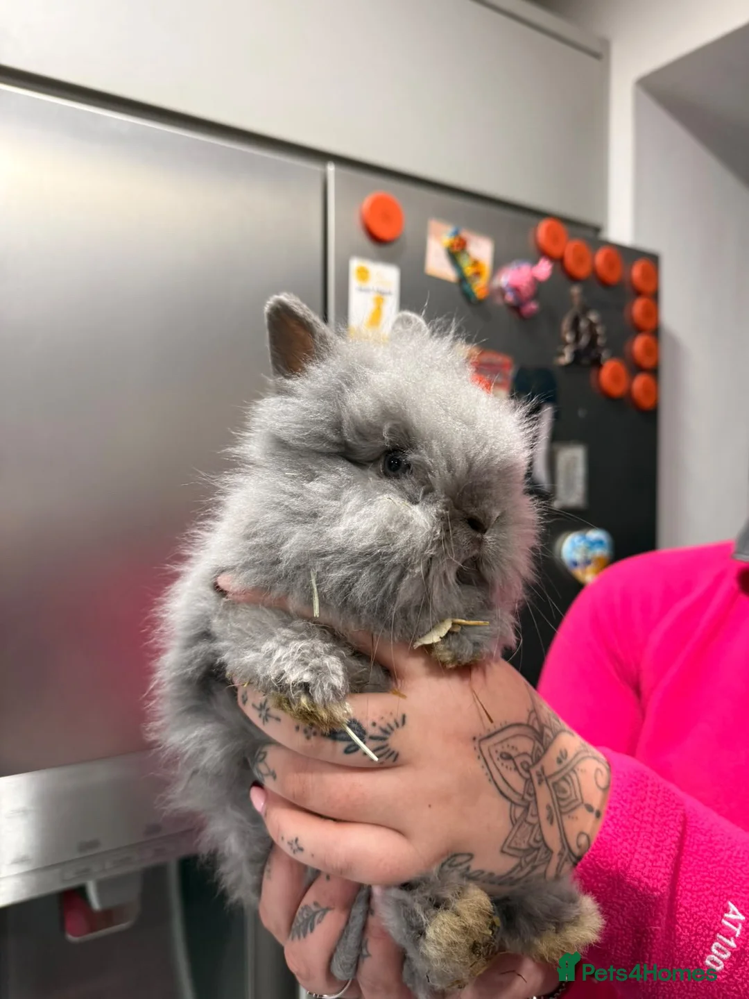 Lionhead rabbits for sale: 3 lionhead rabbits  - Advert 1