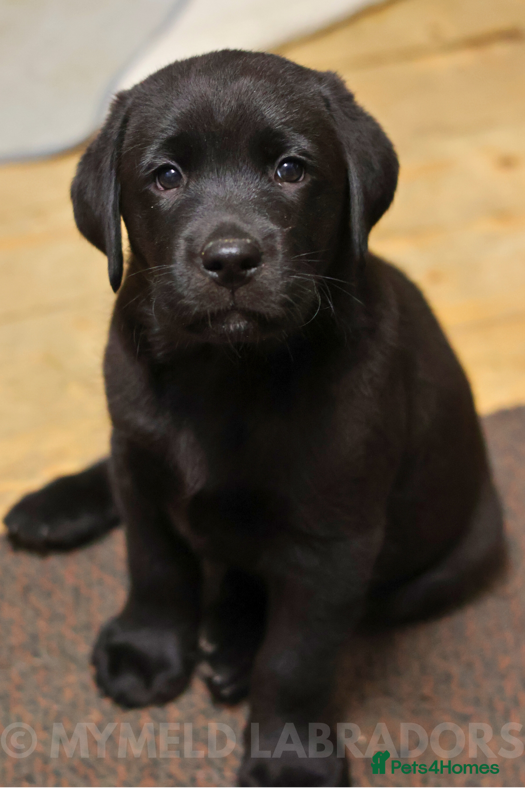 Labrador Retriever dogs for sale: Well bred & fed: Black Boy Ready for New Home🖤🏠 - Advert 3