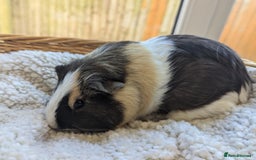 Guinea Pig rodents for sale: Beautiful Basil - Image 2