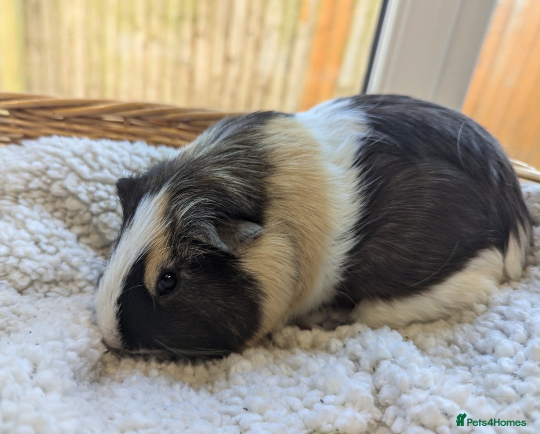 Guinea Pig rodents for sale: Beautiful Basil - Image 2