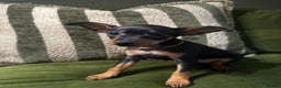 Miniature Pinscher dogs for sale: Stunning Miniature Pinschers - Advert 8