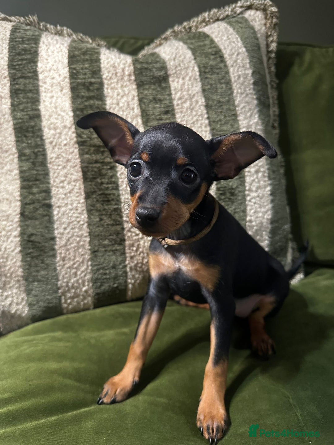 Miniature Pinscher dogs for sale: Stunning Miniature Pinschers - Advert 8