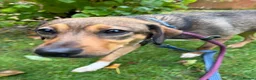 Mixed Breed dogs for adoption: Busy Tizzy – 5 Months of Fun, Love & Mischief! in Kidderminster - Advert 9
