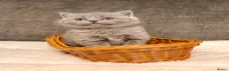 British Shorthair cats for sale: British shorthair kittens lilac and blues  - Advert 2