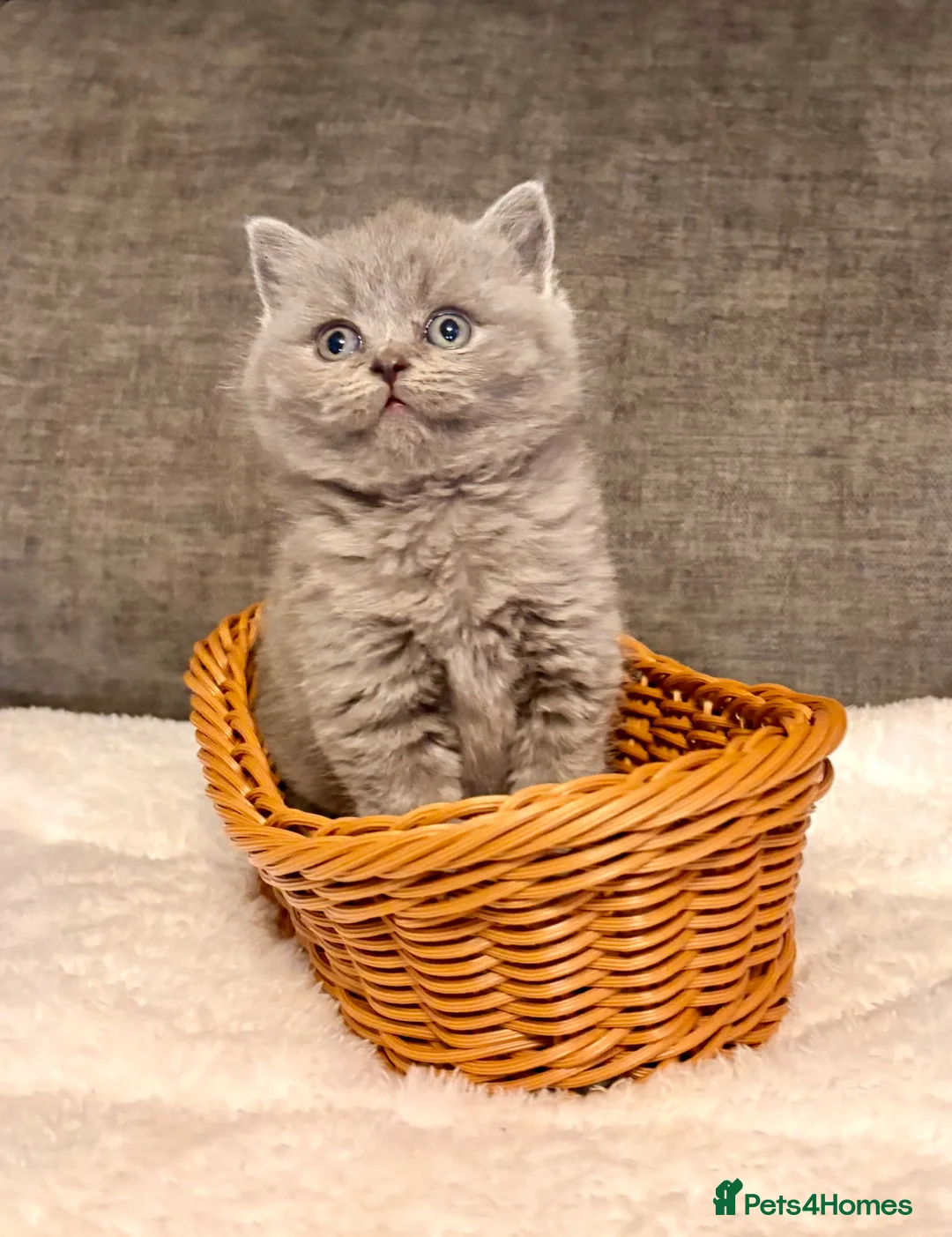 British Shorthair cats for sale: British shorthair kittens lilac and blues  - Advert 2