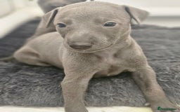 Whippet dogs for sale: KC Registered Blue Laguna Whippets - Image 19