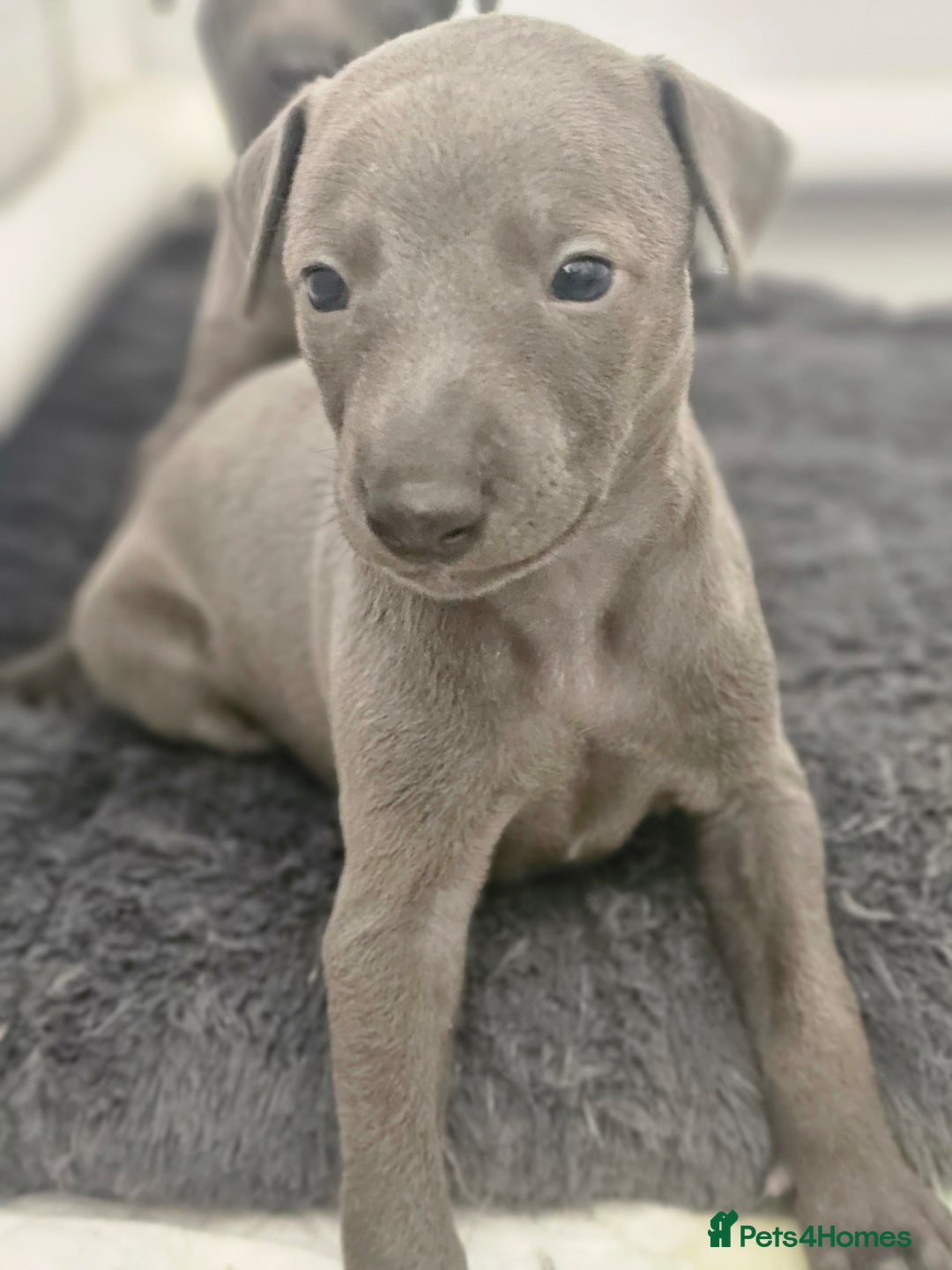 Whippet dogs for sale: KC Registered Blue Laguna Whippets - Image 19