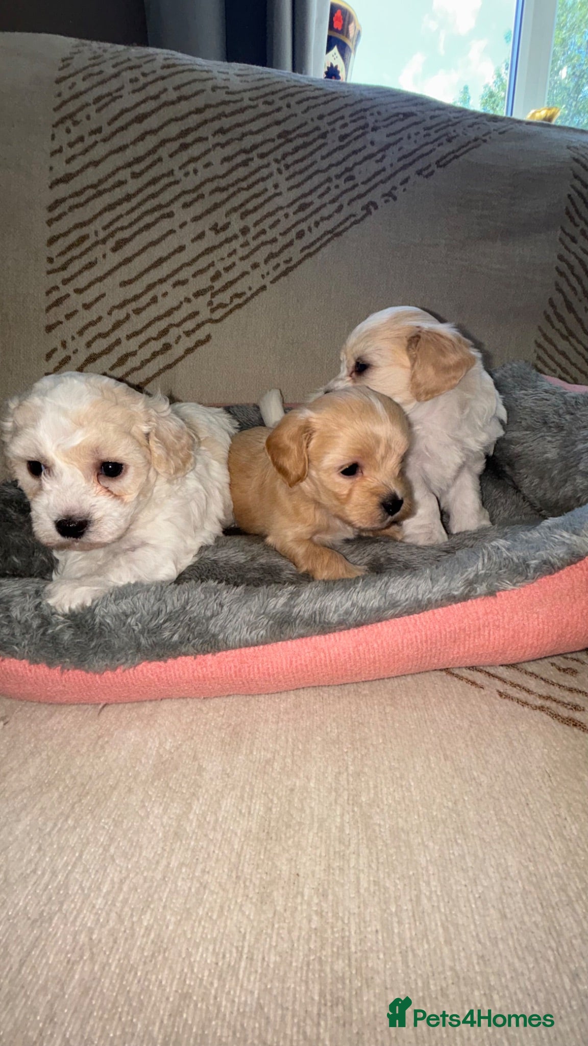 Maltipoo dogs 🐶 stunning maltipoo puppies 🐶 - Advert 2