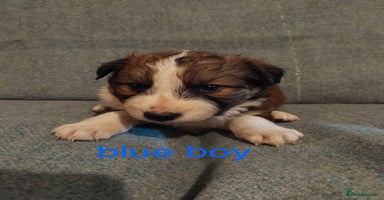 Welsh Collie dogs - Advert 9