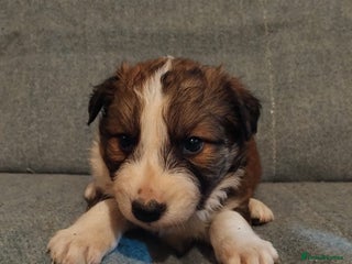 Welsh Collie dogs - Advert 1