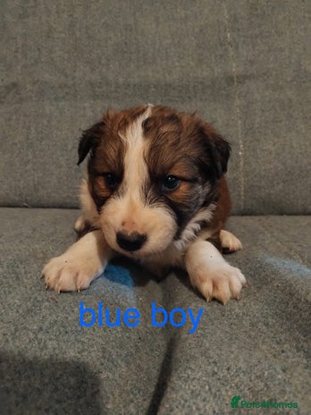 Welsh Collie dogs - Advert 1