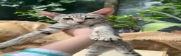 Savannah cats for sale: Savannah PED’G kitten last light bst girl F5SBT - Advert 2