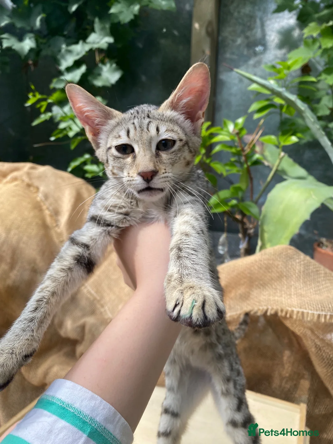 Savannah cats for sale: Savannah PED’G kitten last light bst girl F5SBT - Advert 2