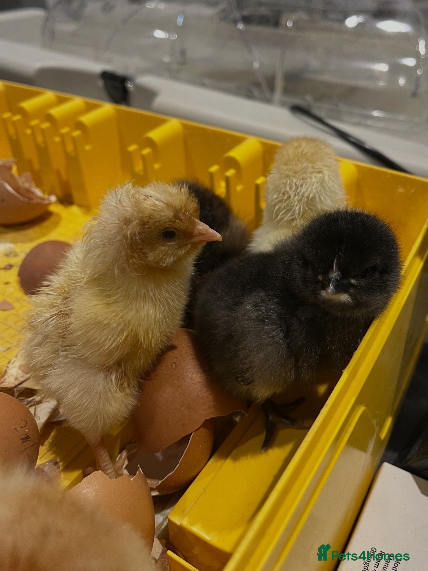 Chickens poultry Various breed chicks - Advert 22