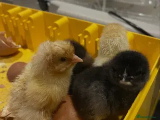 Chickens poultry Various breed chicks - Advert 22