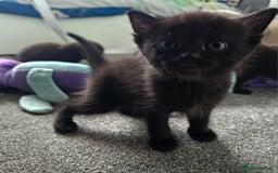 Mixed Breed cats for sale: Scottish Fold Mix Kittens –Ready 16th August 🐾 - Image 17