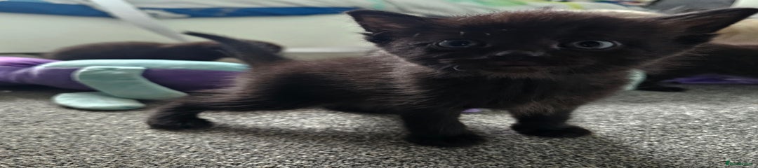 Mixed Breed Kitten 3