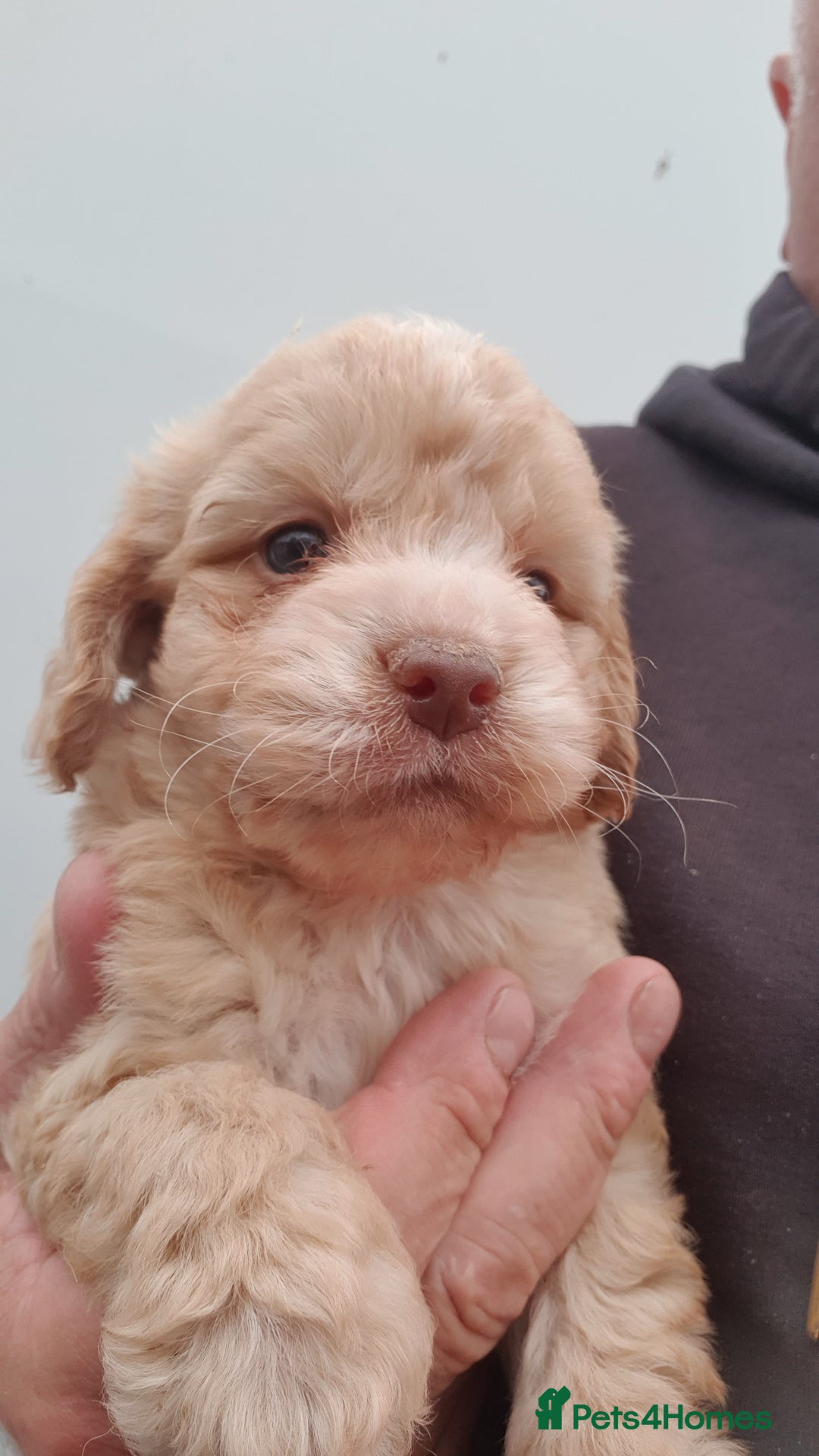 Cockapoo dogs for sale: cockapoo puppies f1 - Image 5