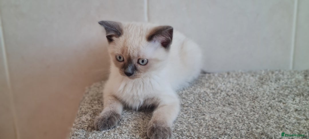 British Shorthair cats for sale: British Blue shorthair, Lilac, Colorpoint Kittens - Image 16