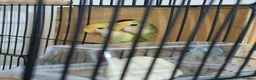Lovebirds birds for sale: Peachface lovebirds in Glasgow - Advert 5