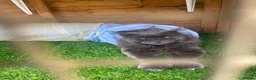Maine Coon cats for sale: Male maine coon  - Advert 2