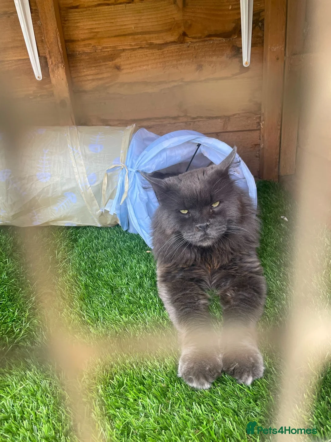 Maine Coon cats for sale: Male maine coon  - Advert 2