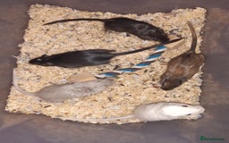 Gerbil rodents for sale: Super friendly gerbils from hobby breeder  - Image 31